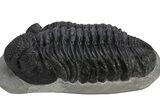 Large Phacopid (Drotops) Trilobite - Mrakib, Morocco #235699-1